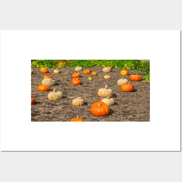 Pumpkin patch view Wall Art by TDArtShop